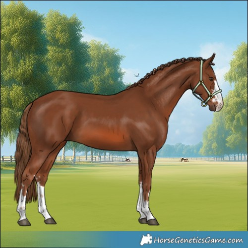 Horse Color:Chestnut 