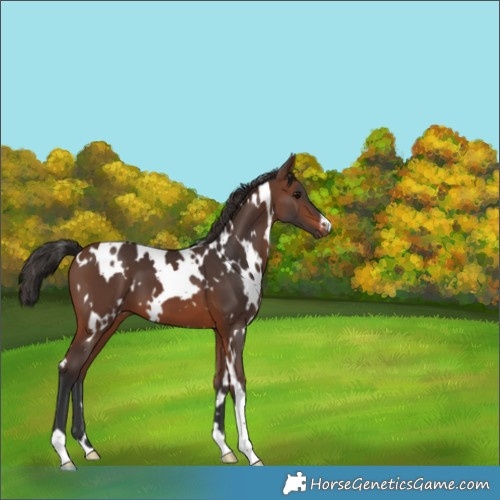 Horse Color:White Spotted Brown 