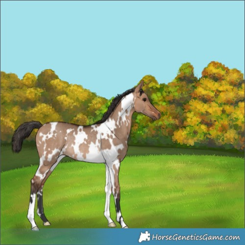 Horse Color:White Spotted Bay Dun Rabicano 