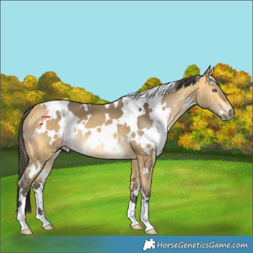 Horse Color:White Spotted Buckskin Mushroom 