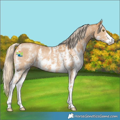 Horse Color:Palomino Sabino 