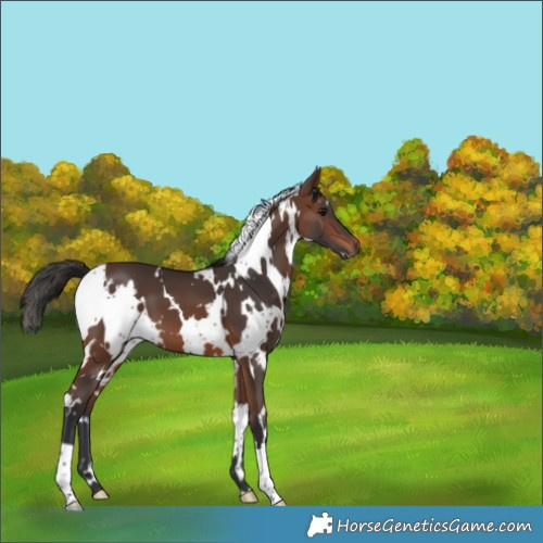 Horse Color:White Spotted Brown 