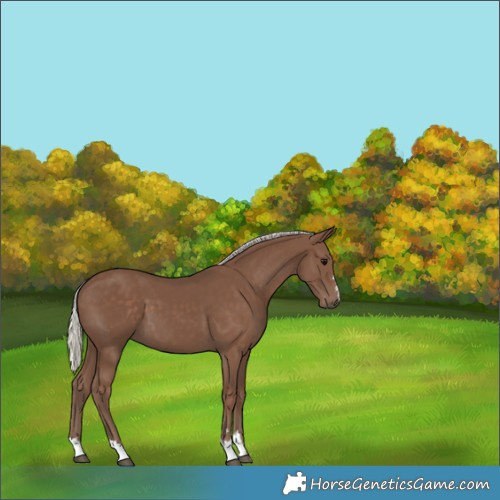 Horse Color:Unknown 