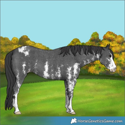 Horse Color:Black Sabino Appaloosa 