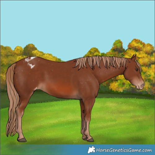Horse Color:Chestnut Appaloosa