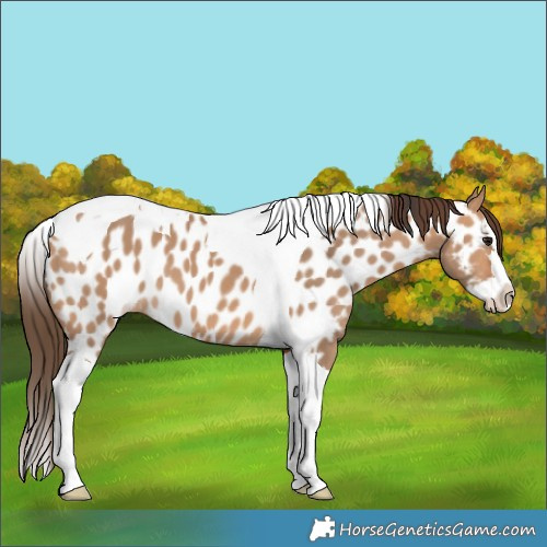 Horse Color:Bay Dun Splash Tobiano Appaloosa