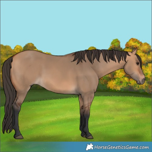 Horse Color:Bay Dun 