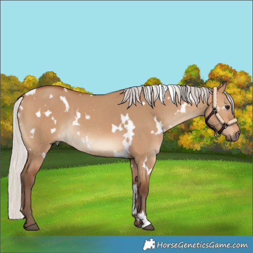 Horse Color:White Spotted Silver Bay Dun Rabicano