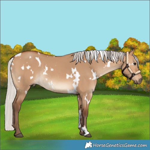 Horse Color:White Spotted Silver Bay Dun Rabicano 