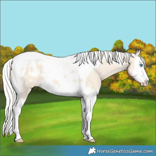 Horse Color:Cremello Splash Tobiano Appaloosa