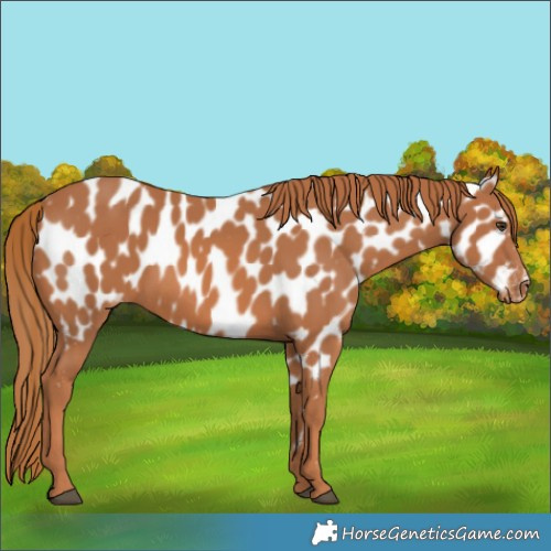 Horse Color:Chestnut Appaloosa