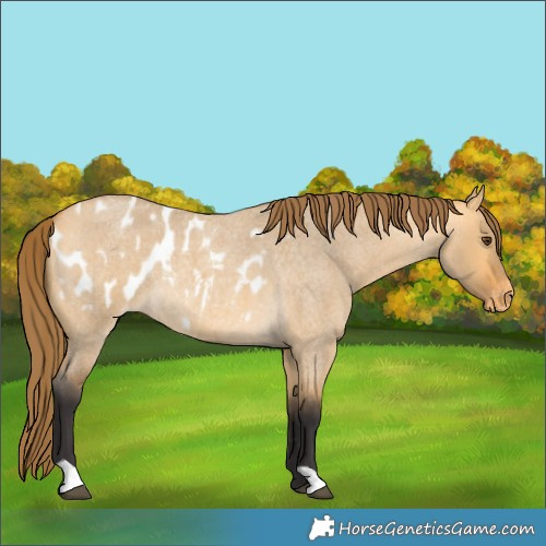 Horse Color:Buckskin Roan Dun Appaloosa 