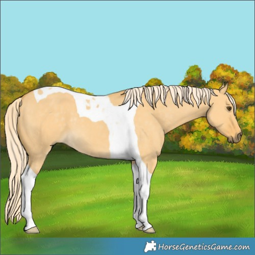 Horse Color:Palomino Dun Tobiano 