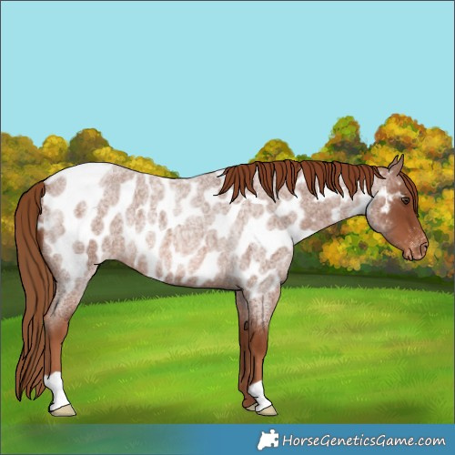 Horse Color:Red Roan Appaloosa Rabicano 
