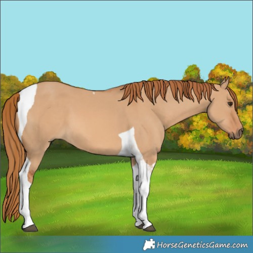 Horse Color:Red Dun Tobiano