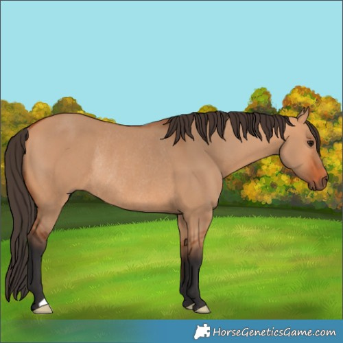 Horse Color:Bay Dun Rabicano
