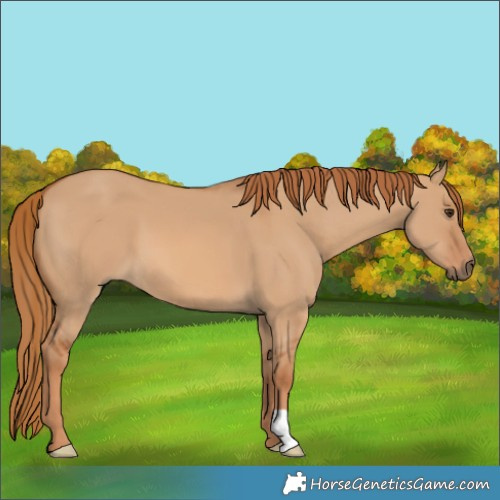 Horse Color:Red Dun