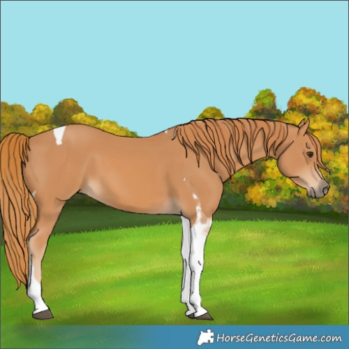 Horse Color:Chestnut Tobiano 