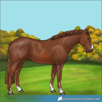 Horse Color:Chestnut 