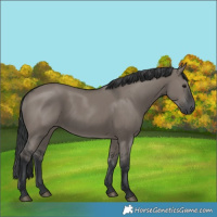 Horse Color:Grullo 