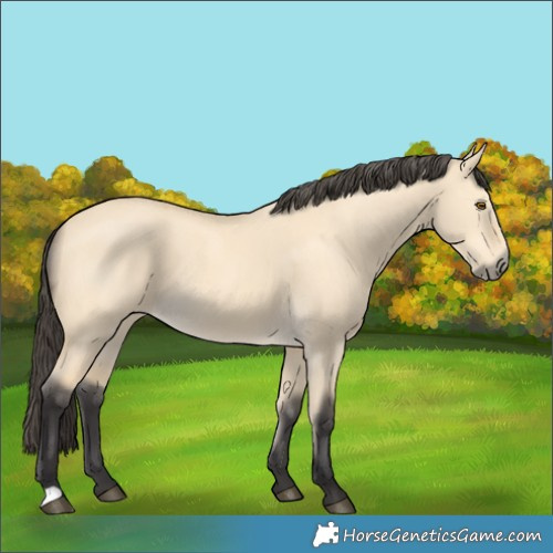 Horse Color:Buckskin Dun 