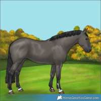 Horse Color:Grullo 