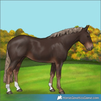 Horse Color:Liver Chestnut 
