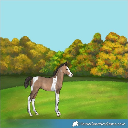 Horse Color:Bay Dun Splash Tobiano Rabicano 