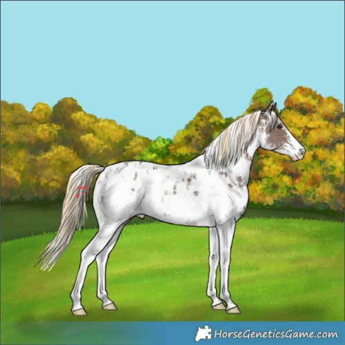 Horse Color:Chocolate Palomino Sabino Appaloosa