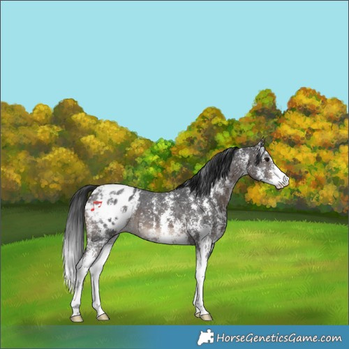 Horse Color:Brown Sabino Snowflake Varnish 