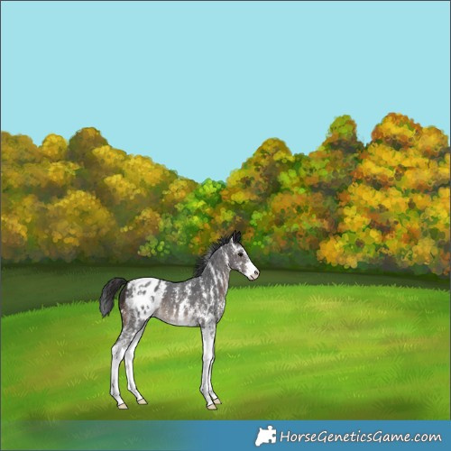 Horse Color:Brown Sabino Appaloosa 