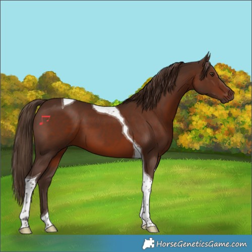 Horse Color:Liver Chestnut Tobiano 