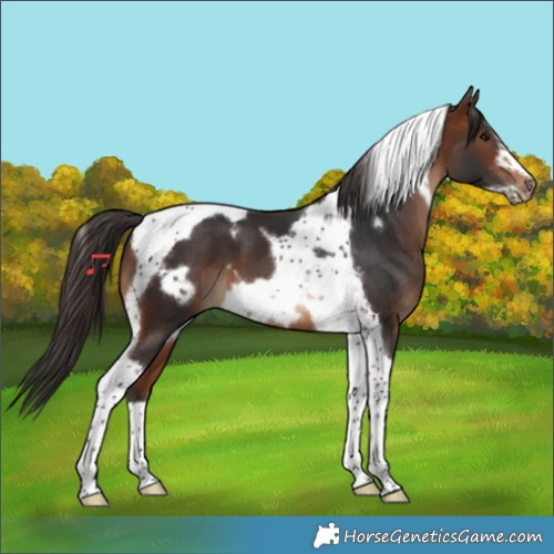 Horse Color:Bay Tobiano Frame