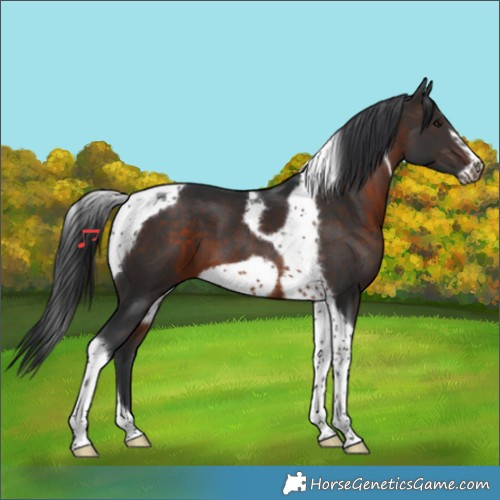 Horse Color:Brown Tobiano Frame 