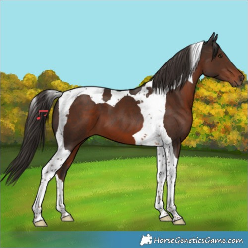 Horse Color:Liver Chestnut Tobiano 