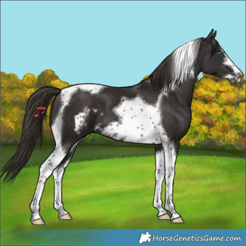 Horse Color:Liver Chestnut Tobiano Frame