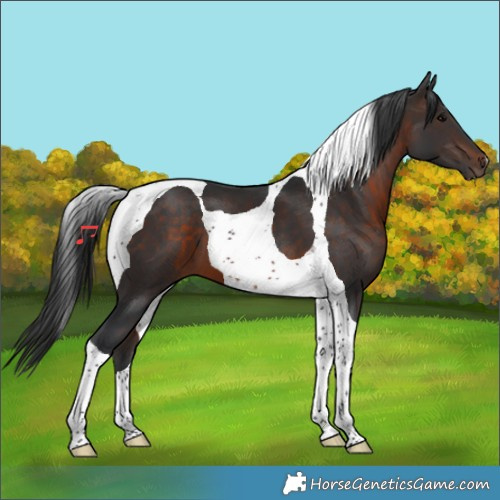 Horse Color:Brown Tobiano 