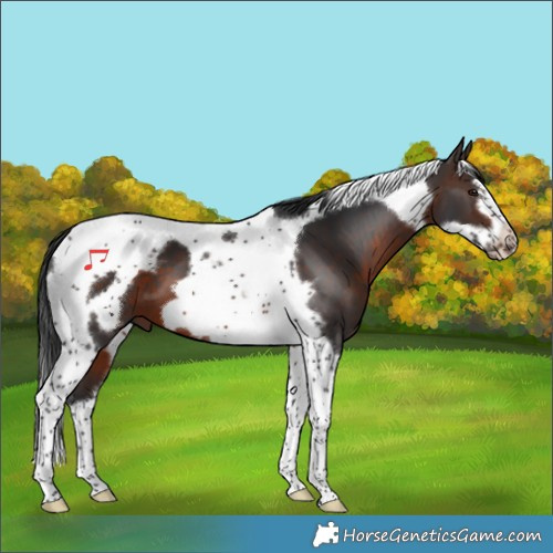 Horse Color:Bay Tobiano Frame