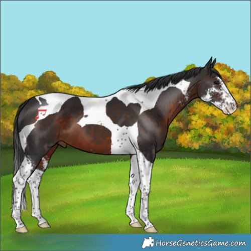 Horse Color:Brown Sabino Tobiano