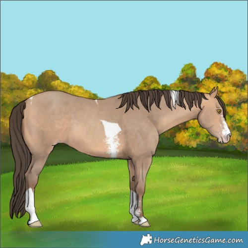 Horse Color:Amber Champagne Sabino Tobiano 