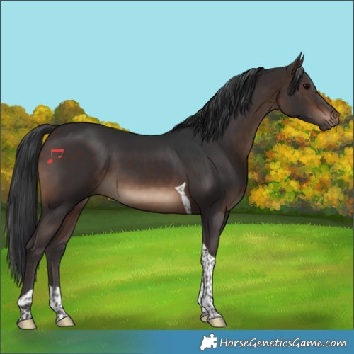 Horse Color:Brown Tobiano 