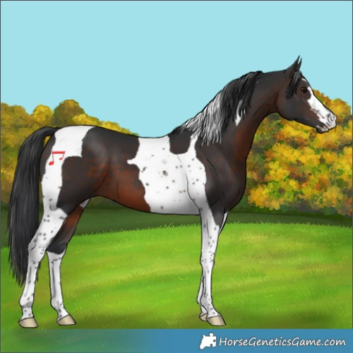 Horse Color:Brown Tobiano 
