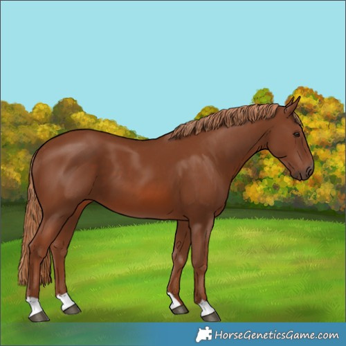 Horse Color:Chestnut 