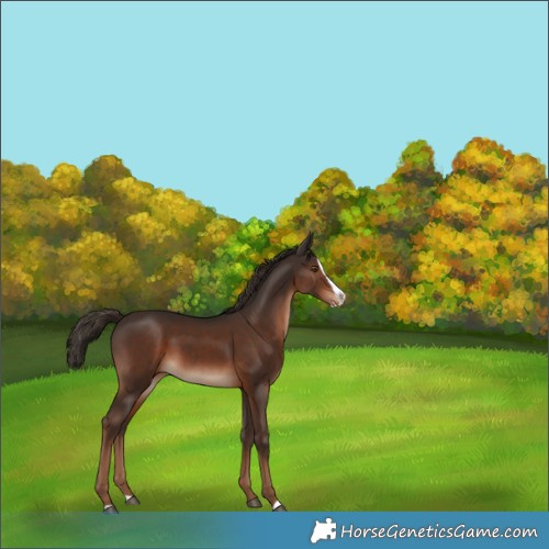 Horse Color:Liver Chestnut Splash Appaloosa