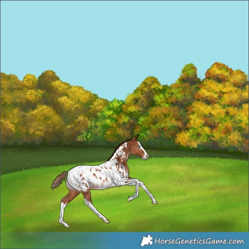 Horse Color:Chestnut Splash Tobiano Appaloosa 