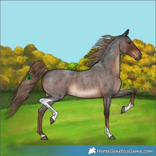 Horse Color:Liver Red Roan Tobiano Rabicano 