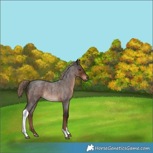 Horse Color:Liver Red Roan Tobiano Rabicano