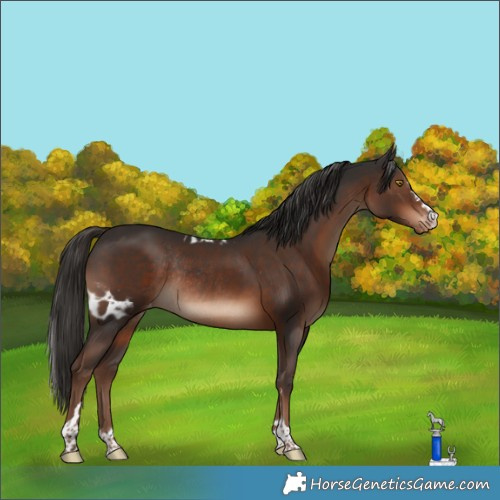 Horse Color:Liver Chestnut Skewed Appaloosa Rabicano 
