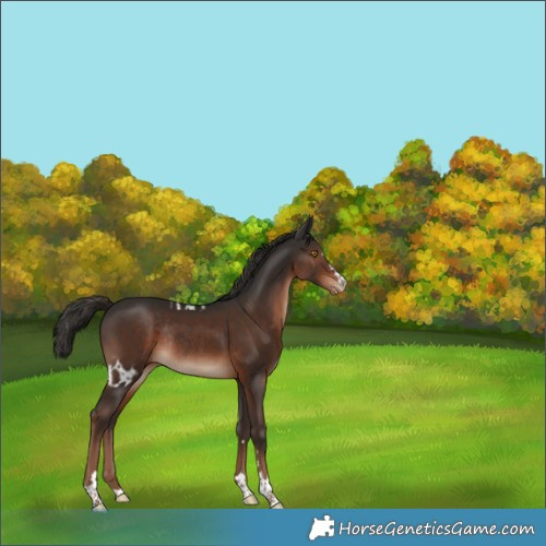 Horse Color:Liver Chestnut Skewed Appaloosa Rabicano 