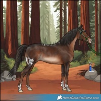 Horse Color:Liver Chestnut Skewed Appaloosa Rabicano